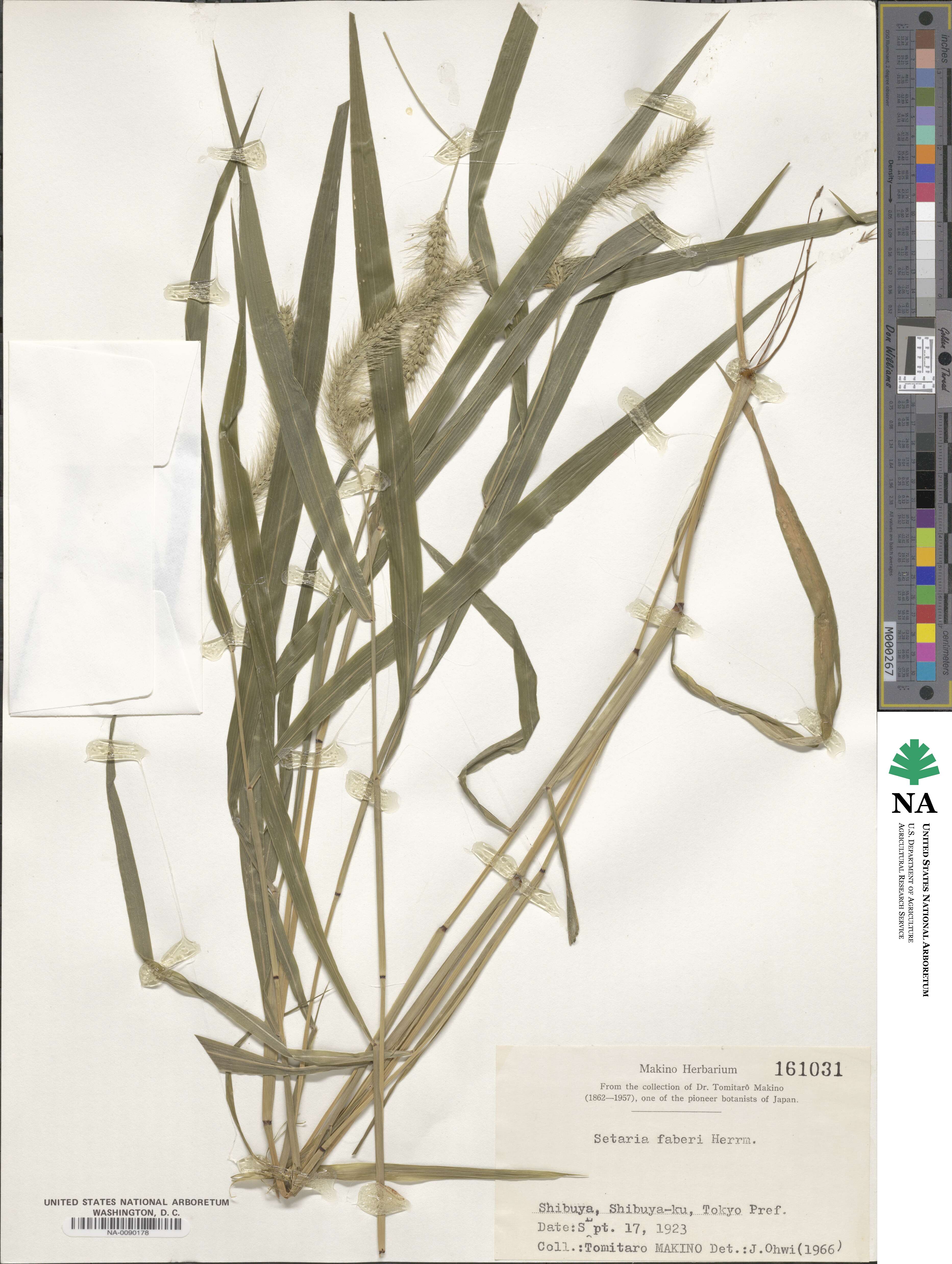 Setaria chondrachne image