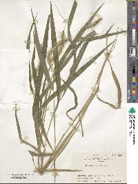 Setaria chondrachne image