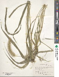 Setaria faberi image