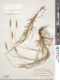 Setaria parviflora image