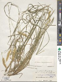 Setaria parviflora image