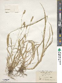 Setaria parviflora image