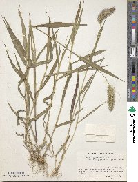 Setaria viridis image