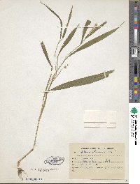 Image of Setaria intermedia