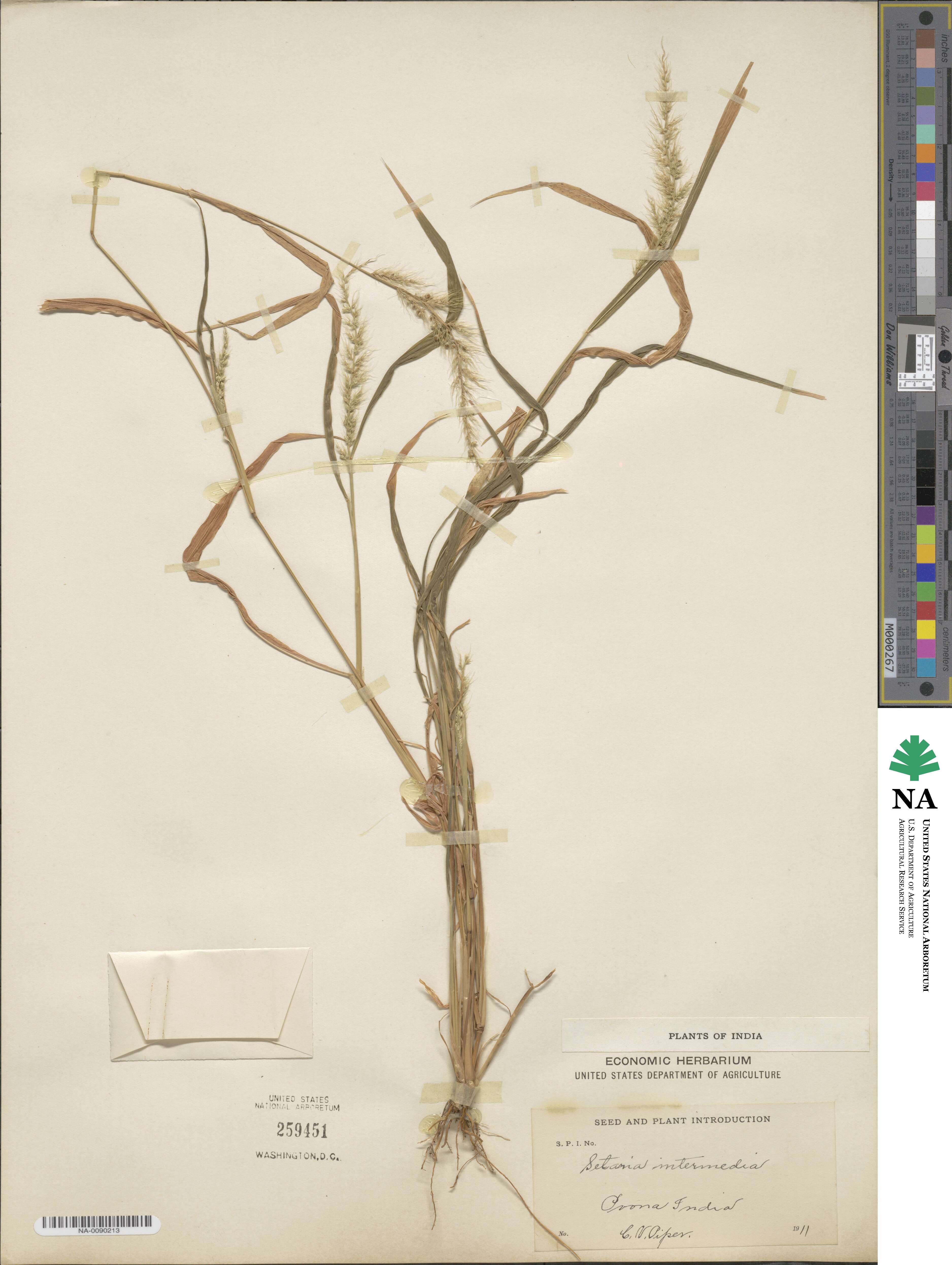 Setaria intermedia image