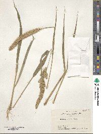 Setaria italica image