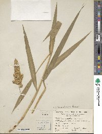 Setaria italica image