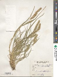 Setaria italica image