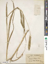 Setaria italica image