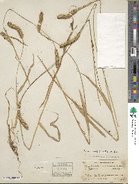 Setaria pumila image