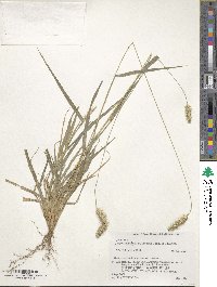 Setaria pumila image