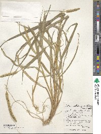 Setaria pumila image