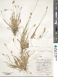 Setaria pumila image