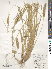 Setaria pumila image