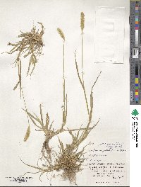 Setaria pumila image