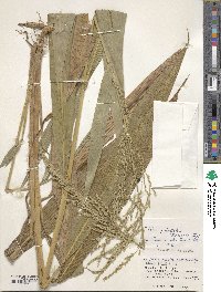 Setaria palmifolia image