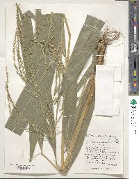 Setaria palmifolia image