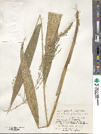 Setaria palmifolia image