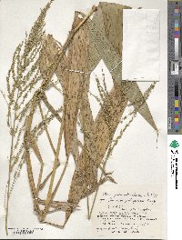 Setaria palmifolia image