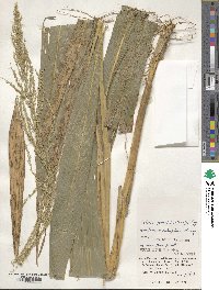 Setaria palmifolia image