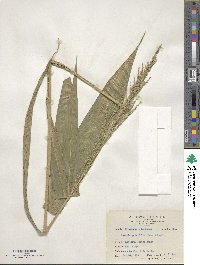 Setaria palmifolia image