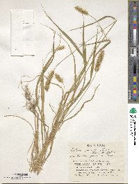 Setaria pumila image