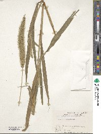 Setaria viridis image