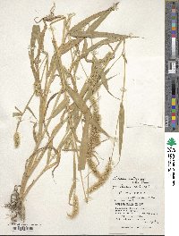 Setaria verticillata image