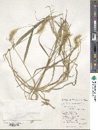 Setaria verticillata image