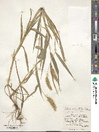 Setaria verticillata image