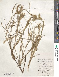 Setaria verticillata image