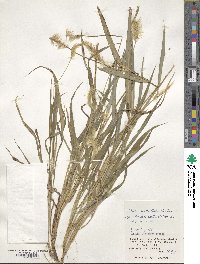 Setaria verticillata image