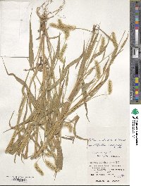 Setaria verticillata image