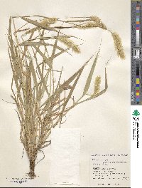 Setaria verticillata image