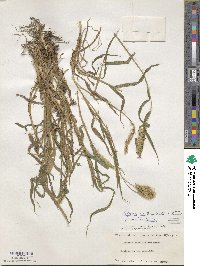 Setaria verticillata image