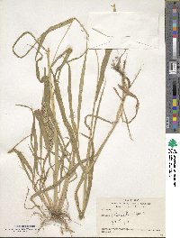 Setaria verticillata image