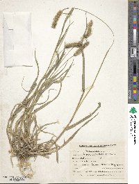 Setaria verticillata image