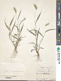 Setaria viridis image