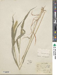 Setaria viridis image