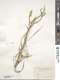 Setaria viridis image