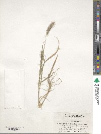 Setaria viridis image