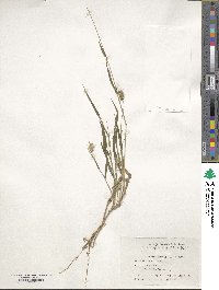 Setaria viridis image