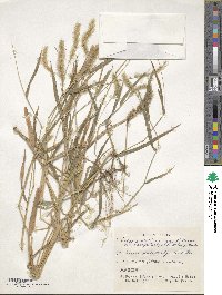 Setaria viridis image