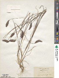 Setaria viridis image