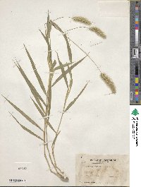 Setaria viridis image