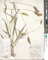 Setaria viridis image