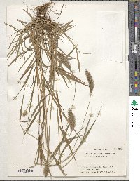 Setaria viridis image