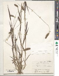 Setaria viridis image