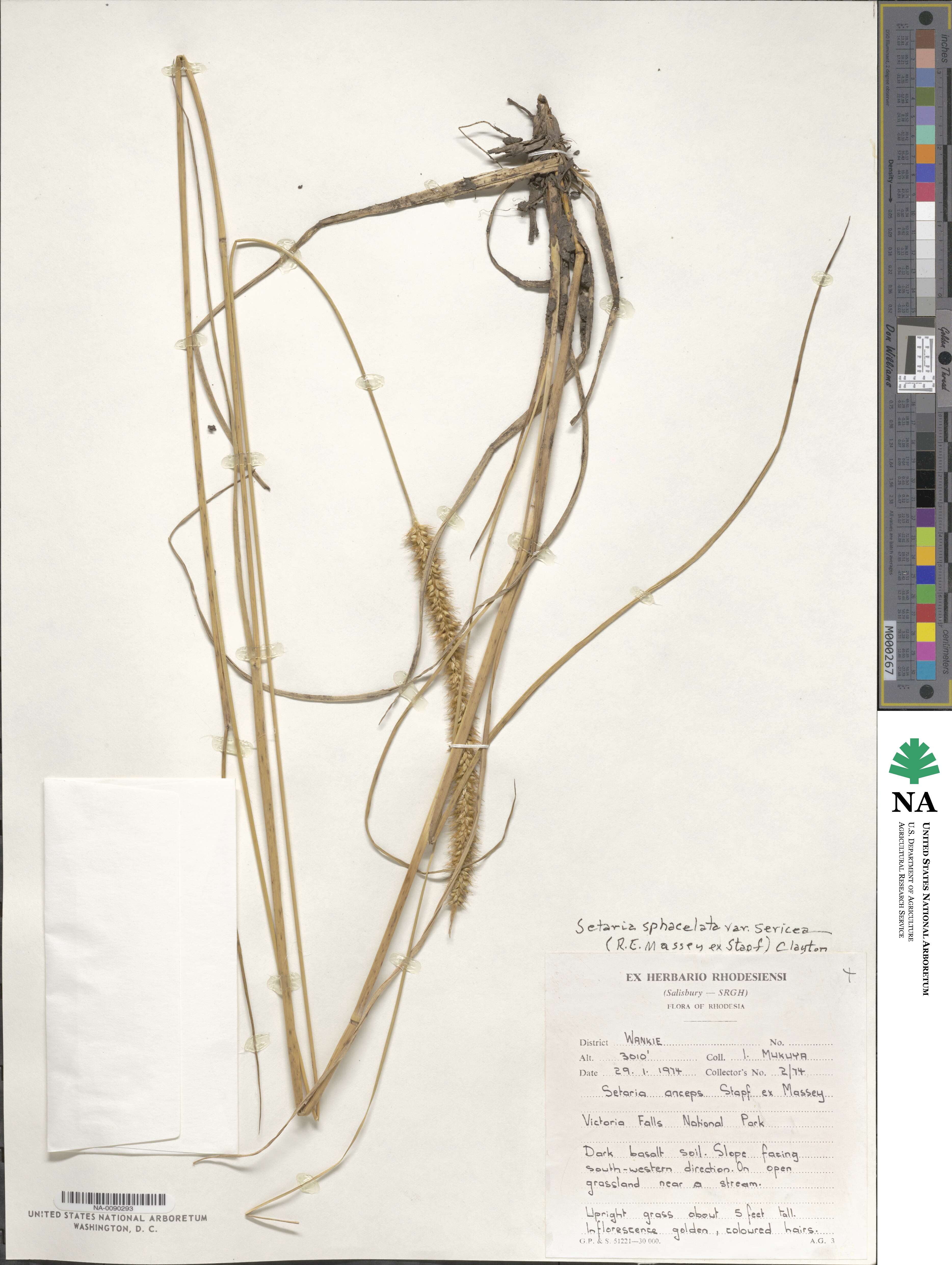 Setaria sphacelata image