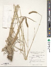 Setaria sphacelata image